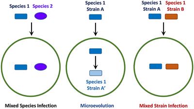 Methods for Detecting Mycobacterial Mixed Strain Infections–A Systematic Review